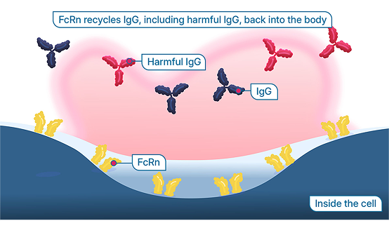 Inside the cell: FcRn helps keep IgG antibodies