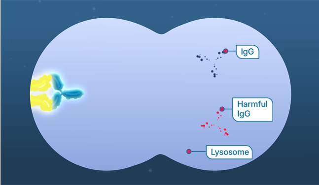 prevent IgG from binding to FcRn